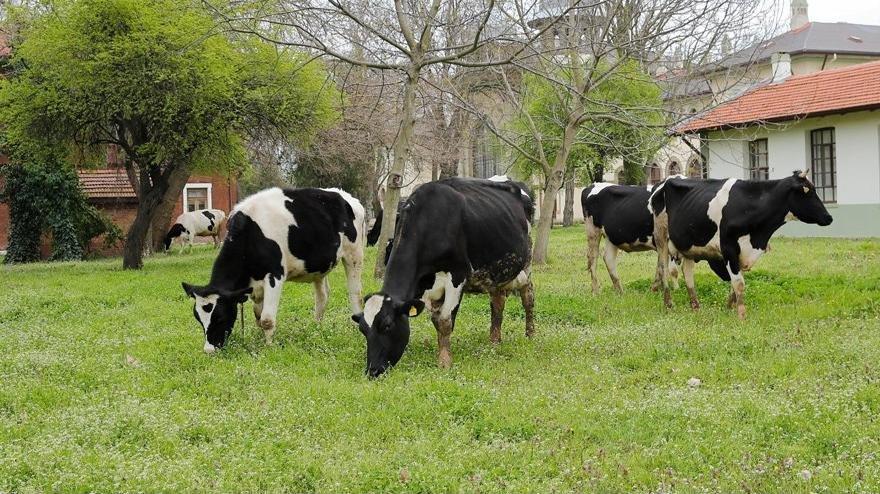 Besici zorda, inekler icradan satılıyor