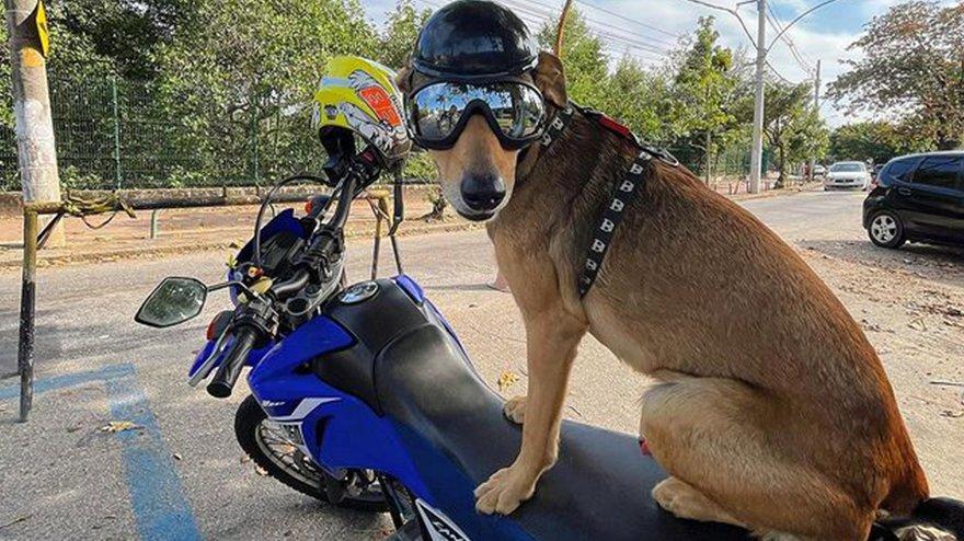 Brezilya polisinin sahiplendiği köpek, sosyal medya yıldızı oldu