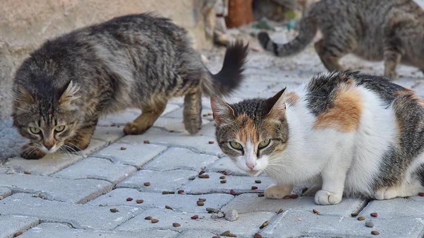 Eski veteriner işleri müdürü, hayvanların şah damarını kesiyormuş