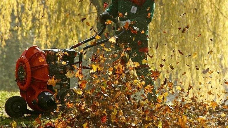 Hollanda’da bir belediye sonbahar yapraklarının temizlenmesini istemiyor