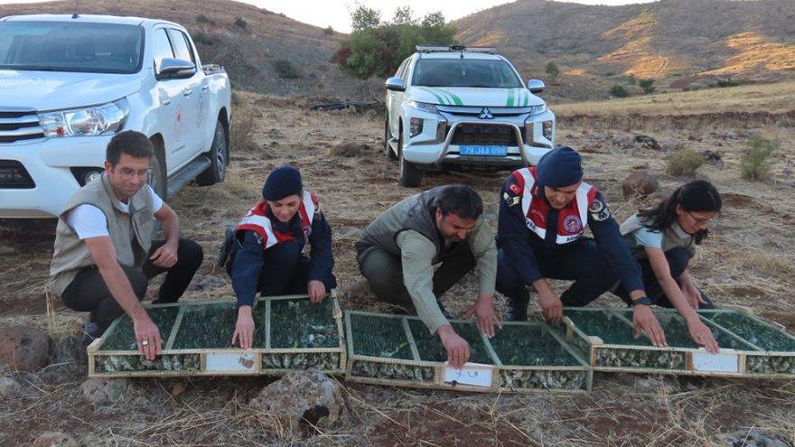 Suriye’ye 900 latife kuşu götürecekti… Rekor ceza uygulandı