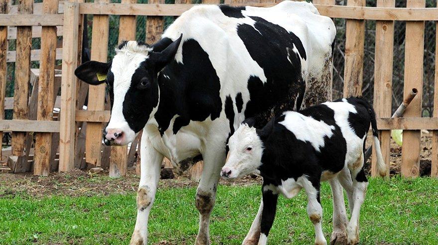 Yavrusundan ayırılıp kesime götürülen inek kurtuldu